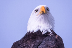 53172271022_a34fd79dda_o-Edit