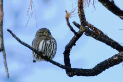 53172678253_94794b7973_o