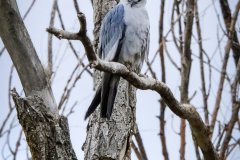 53173331433_ac3e488f99_o