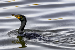 53180992677_37923f4614_o-Edit