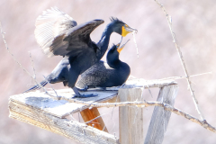 53180993037_fb26bc1e5c_o-Edit