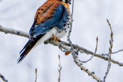 53181022792_023830c271_o