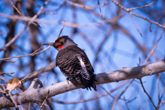 53181025097_98a2e1da2c_o-Edit