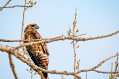 53181026242_1f9731d953_o-Edit