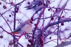 53181044567_cdf3bce3c1_o-Edit