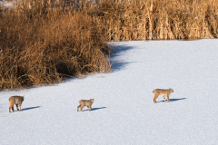 53181075177_bbff8de22a_o