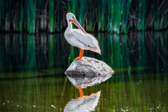 53181084007_bddb858c11_o