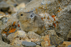 53181087977_d14405fd25_o