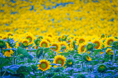 53181212417_2e482ff52c_o-Edit