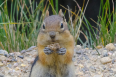 53181464016_af0e168f47_o-Edit