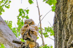 53181535046_321293a531_o