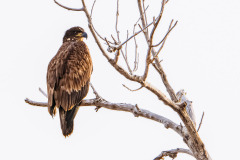 53181612301_10b7cce88e_o