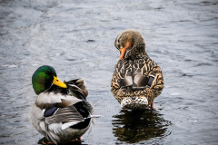 53182130178_f38889335a_o