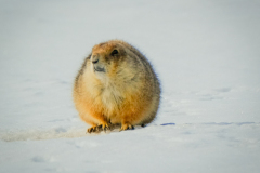 53182145163_59e8544483_o