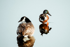 53182149418_b6ea239aa6_o