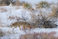 53182160063_07a17937a2_o