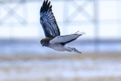 53182300323_7132905646_o