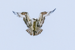 53185082081_0dcceac9c3_o