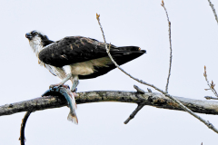 53185145809_7df99c6993_o