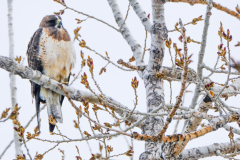 53185598204_9b2ebd7e1a_o-Edit