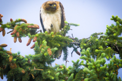 53185791065_ec7491919e_o