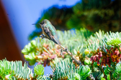 53187113586_9a47f003e1_o