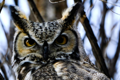 53305688526_dc5541ecbe_o-Edit