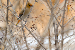 53305935568_74bd7607fc_o