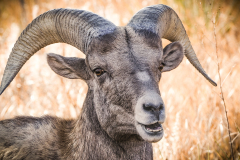 53306189610_8cba13ac43_o-Edit