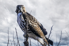 53351168102_f387811773_o-Edit