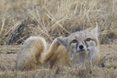 SWIFTFOX5