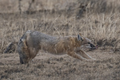 Swiftfox