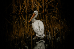 Untitled-25260