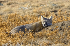 Untitled-30462