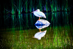 Untitled-3631