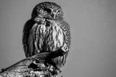Untitled-3659
