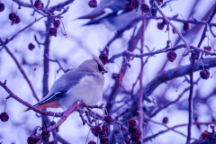 Untitled-4355