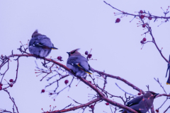 Untitled-4363