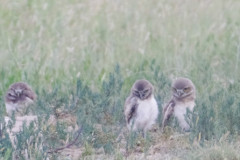 babyow5-2