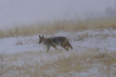 bcoyote10