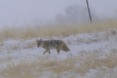 bcoyote8