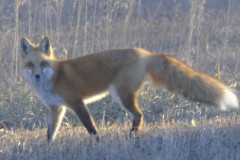 beautyfox