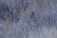 bobcat14