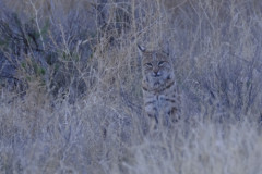 bobcatgrass5