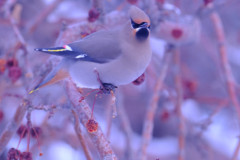 cedarwaxwing5