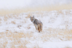 copycoyote11