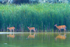coydeer