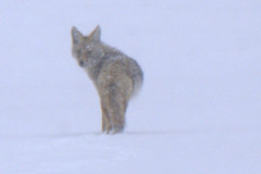 coyoteponya