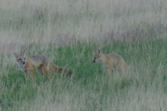 foxboys