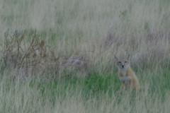 foxkitten19
